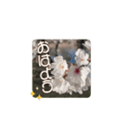カワイイ動く桜スタンプ（個別スタンプ：1）