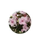 カワイイ動く桜スタンプ（個別スタンプ：4）
