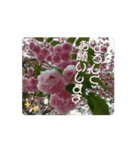 カワイイ動く桜スタンプ（個別スタンプ：6）