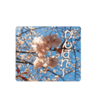 カワイイ動く桜スタンプ（個別スタンプ：7）