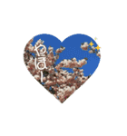 カワイイ動く桜スタンプ（個別スタンプ：11）