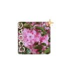カワイイ動く桜スタンプ（個別スタンプ：12）