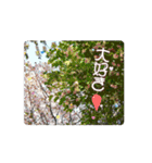 カワイイ動く桜スタンプ（個別スタンプ：13）