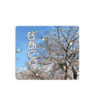 カワイイ動く桜スタンプ（個別スタンプ：15）