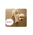 大好きサラン（個別スタンプ：2）