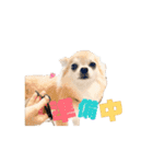 こざーなわんこすたんぷ（個別スタンプ：2）