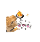 こざーなわんこすたんぷ（個別スタンプ：3）