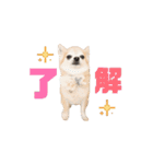 こざーなわんこすたんぷ（個別スタンプ：4）