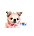 こざーなわんこすたんぷ（個別スタンプ：5）