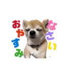 こざーなわんこすたんぷ（個別スタンプ：7）