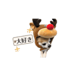 こざーなわんこすたんぷ（個別スタンプ：8）
