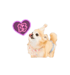 こざーなわんこすたんぷ（個別スタンプ：9）