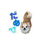 こざーなわんこすたんぷ（個別スタンプ：11）