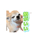 こざーなわんこすたんぷ（個別スタンプ：13）