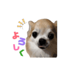 こざーなわんこすたんぷ（個別スタンプ：14）