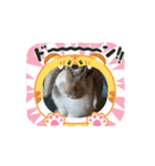 うさぎがんばれココ（個別スタンプ：3）