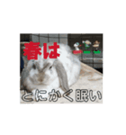 うさぎがんばれココ（個別スタンプ：5）