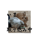 うさぎがんばれココ（個別スタンプ：6）