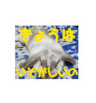 うさぎがんばれココ（個別スタンプ：7）