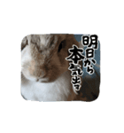 うさぎがんばれココ（個別スタンプ：8）