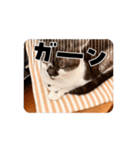 猫のぶーちゃん♡（個別スタンプ：2）