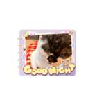 猫のぶーちゃん♡（個別スタンプ：4）