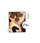 猫のぶーちゃん♡（個別スタンプ：7）