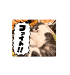 猫のぶーちゃん♡（個別スタンプ：8）