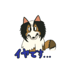 シェルティのジョナサン トークスタンプ3（個別スタンプ：3）
