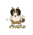 シェルティのジョナサン トークスタンプ3（個別スタンプ：11）