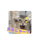猫ちゃんのにゃん語スタンプ。（個別スタンプ：1）
