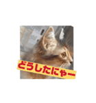 猫ちゃんのにゃん語スタンプ。（個別スタンプ：2）