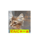 猫ちゃんのにゃん語スタンプ。（個別スタンプ：4）