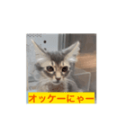 猫ちゃんのにゃん語スタンプ。（個別スタンプ：5）