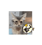 猫ちゃんのにゃん語スタンプ。（個別スタンプ：7）