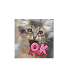 猫ちゃんのにゃん語スタンプ。（個別スタンプ：8）