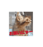 猫ちゃんのにゃん語スタンプ。（個別スタンプ：9）