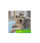 猫ちゃんのにゃん語スタンプ。（個別スタンプ：10）