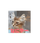 猫ちゃんのにゃん語スタンプ。（個別スタンプ：11）