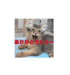 猫ちゃんのにゃん語スタンプ。（個別スタンプ：12）