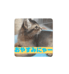 猫ちゃんのにゃん語スタンプ。（個別スタンプ：13）