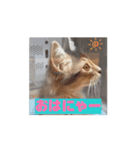 猫ちゃんのにゃん語スタンプ。（個別スタンプ：14）