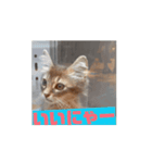 猫ちゃんのにゃん語スタンプ。（個別スタンプ：15）