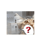 猫ちゃんのにゃん語スタンプ。（個別スタンプ：16）