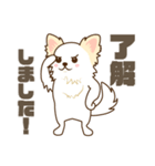 白いチワワの敬語スタンプ（個別スタンプ：2）