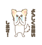 白いチワワの敬語スタンプ（個別スタンプ：3）