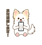 白いチワワの敬語スタンプ（個別スタンプ：5）