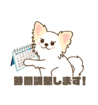 白いチワワの敬語スタンプ（個別スタンプ：11）