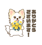白いチワワの敬語スタンプ（個別スタンプ：13）