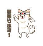 白いチワワの敬語スタンプ（個別スタンプ：21）
